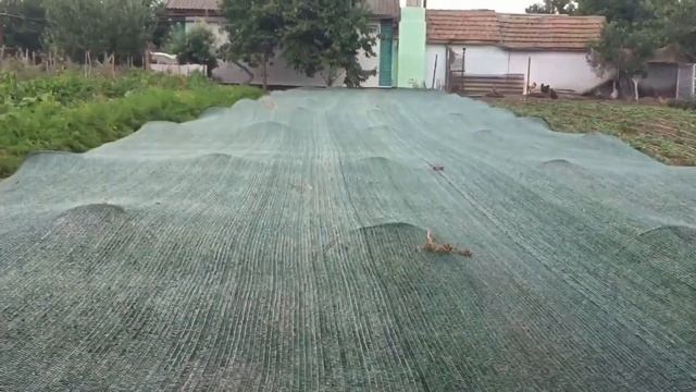 Применение затеняющей (притеняющей) сетки от компании ХОЗАГРО