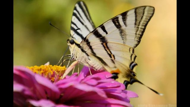 Парусник Подалирий — lphiclides podalirius смотреть онлайн