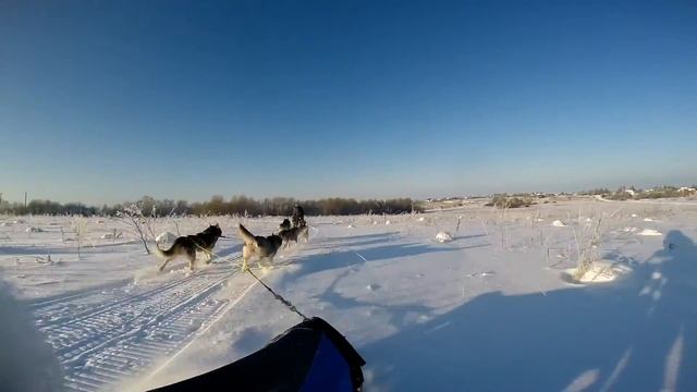 Питомник Хаски смотреть онлайн