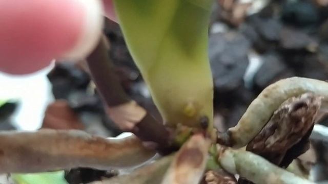 Срочная пересадка орхидеи. смотреть онлайн