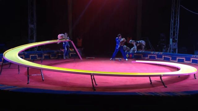 Собаки на скейтах смотреть онлайн