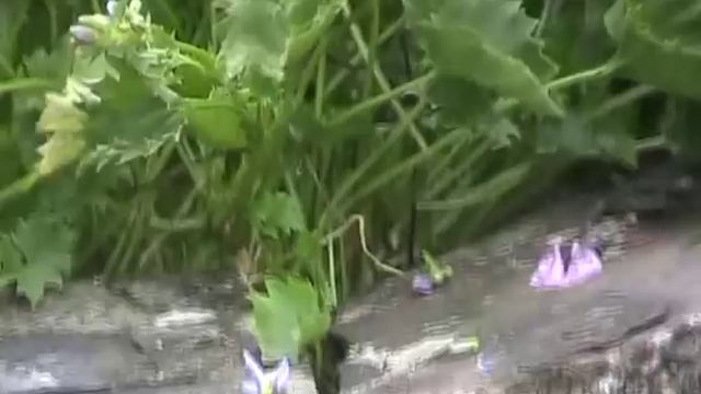 Campanula poscharskyana смотреть онлайн