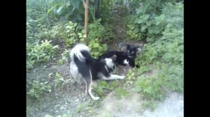 Собачьи бои - Жучка 2