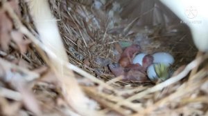 Breeding Progress of Java, Budgies, Finches & Rabbits. Russian Rabbits and White redeye Rabbits bab