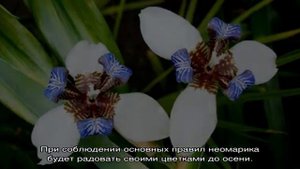 Неомарика шагающий ирис: уход в домашних условиях и примеры популярных сортов