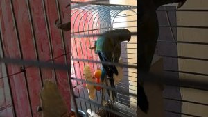 Ожереловый  попугай Крамера