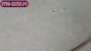 Техосмотр. Снижение вредных выбросов (СО-СН). Очистка ЕГР, катализатора, сажевого фильтра