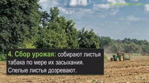Выращивание табака как бизнес