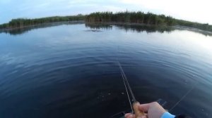 Only fly fishing-Ловля окуня нахлыстом (Весёловское водохранилище )