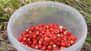 Лесная земляника   \ Необыкновенная бабочка \ ВНИМАНИЕ !!!!   Волчье лыко !  \