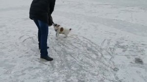 Джек Рассел Терьер Зена на прогулке в парке Дельфин на Воронежском водохранилище!