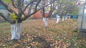 Осенние черенки роз . Как ухаживать и где хранить.