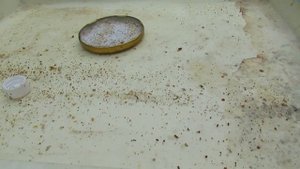 улей биненхаус ( bienenhaus ) - 2 весенняя обработка пчел от клеща Варроа, клещ продолжает осыпатьс