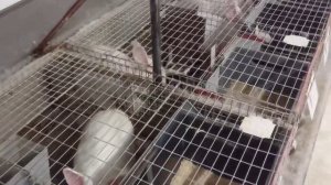 Кролики как Бизнес. Кролико-Ферма от первого лица. #кролики #rabbits #ферма #крольчатник