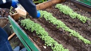 Лук севок, посадка под зиму