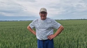 Пшеница Омаха, посаженная, как яровая. Пару слов о ее технологии в СМД.