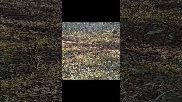 Странные кучи нашел в лесу