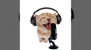 Крутой кот поёт в микрофон под фонк котов