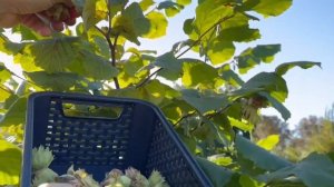 ФУНДУК в БЕЛАРУСИ.КАТАЛОНСКИЙ СЧИТАЙТЕ СТОИТ ли ШКУРКА ВЫДЕЛКИ.ЧТО ПОСАДИТЬ?КАКОЙ СОРТ ЛУЧШЕ ?