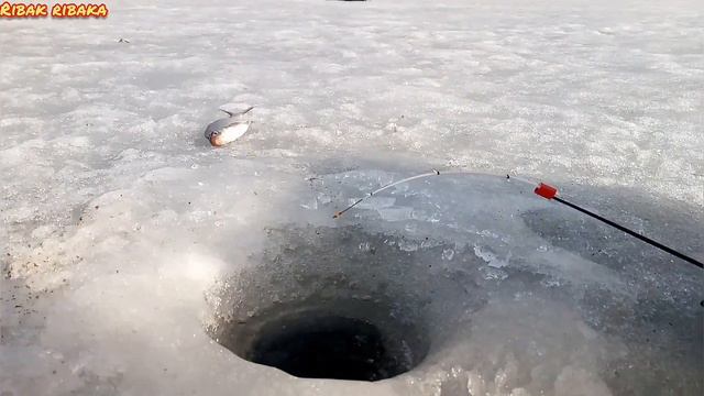 ЗИМНЯЯ РЫБАЛКА. ПОСЛЕДНИЙ ЛЁД.