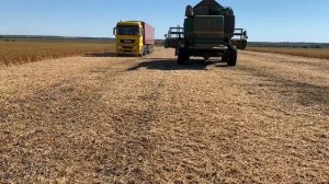 Соя 2020. Итоги.. Стоит ли сеять при такой урожайности??!!