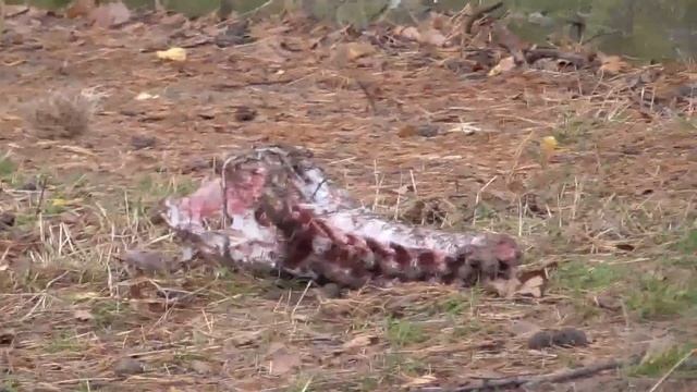 Беловежская пуща. Вольеры с животными. Вторая часть смотреть онлайн