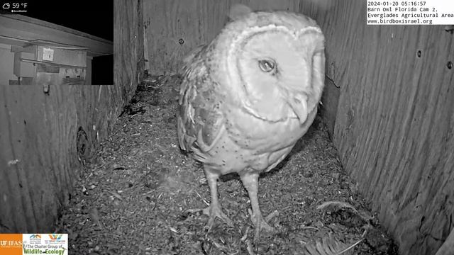 Owl Mom takes a break from incubating to regurgitate a owl pellet смотреть онлайн