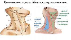 ТОПОГРАФИЧЕСКАЯ АНАТОМИИ ОБЛАСТИ ШЕИ