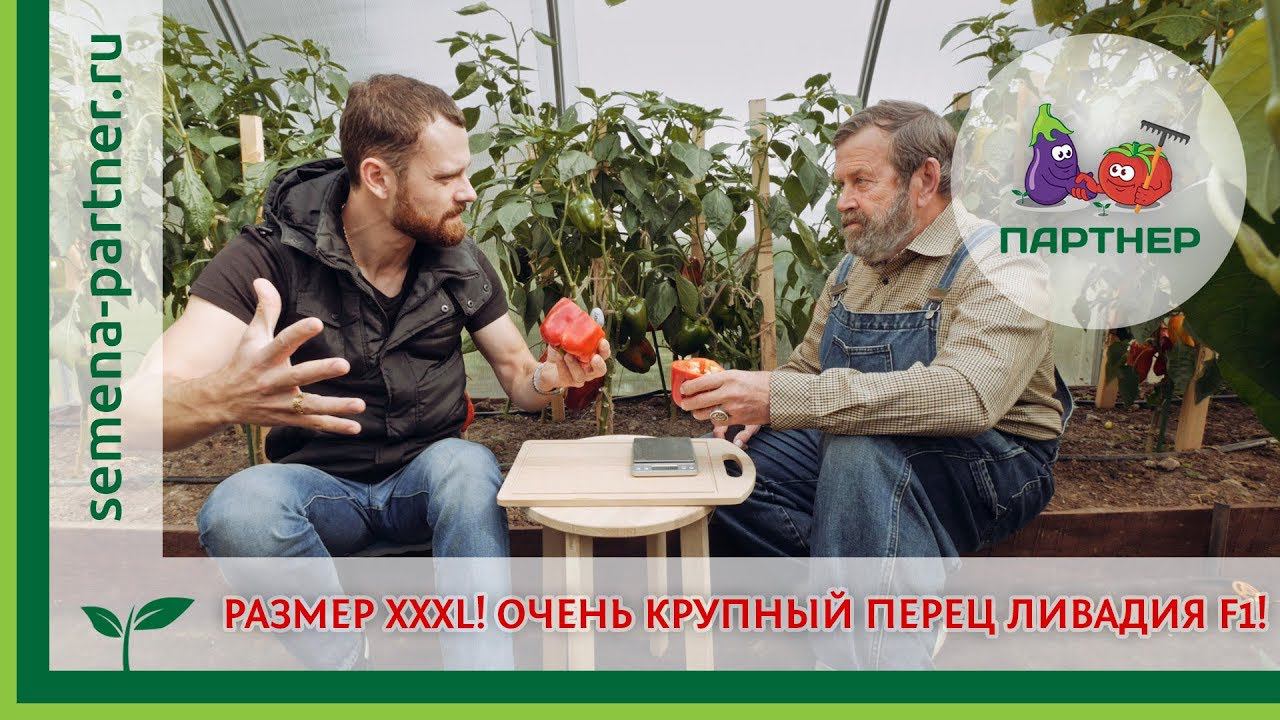РАЗМЕР XXXL! ОЧЕНЬ КРУПНЫЙ ПЕРЕЦ ЛИВАДИЯ F1!