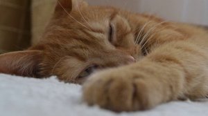 Коктейль - Летний дождь