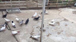 #Pigeons.Как лечить и предотвратить оспу у голубей.