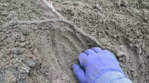 Открываю однолетний виноград который был укрыть землёй. 19.04.2022