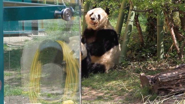 Two big pandas. Vienna. Зоопа́рк Шёнбрунн. Tiergarten Schönbrunn. Две большие панды. Зоопарк. Вена смотреть онлайн