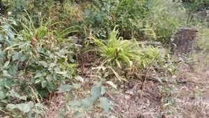 Вишня. Как развести вишнёвый сад?