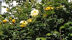 Плетистая роза Голден Штерн на арке -Зацвела!!!! 28 мая 2021 года