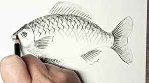 Карась, как нарисовать черным карандашом.