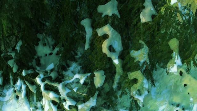 Впечатляющая красота хвойных деревьев смотреть онлайн