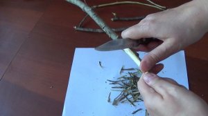 Кора осины.