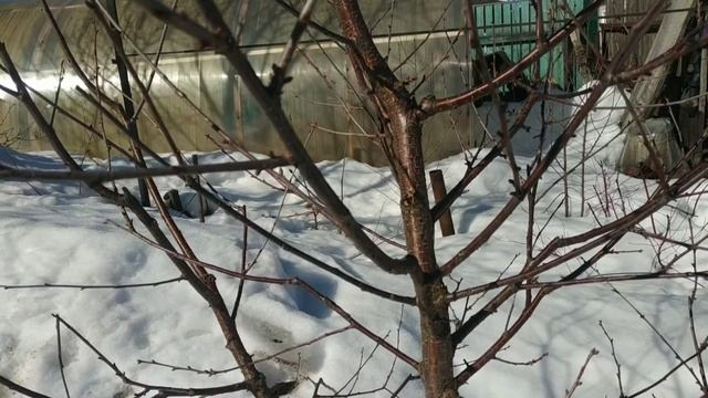 Как отличить цветочную почку от ростовой на дюке,черешне и сливе?Плодовые образования у косточковых