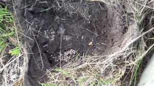 МУРАВЬИ-ВРЕДИТЕЛИ! ЖАЛЬ СТРИКТУ!!!