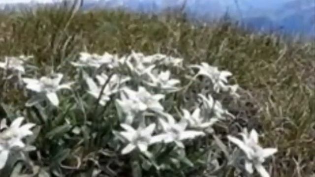 Edelweiss смотреть онлайн