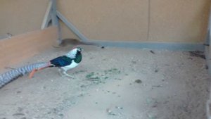 Фазаны не большой обзор