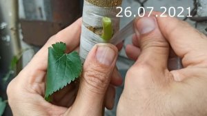 Прививка дерева с помощью двойного лезвия / grafting of trees