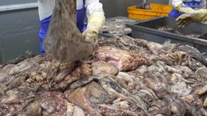 압도적인 규모와 깨끗한위생! 수산물 가공공장 대량생산 몰아보기 / Large amount of making seafood in korea seafood factory