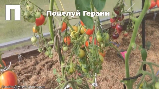 Томаты на букву П. ПОЛНЫЙ ОБЗОР. ОТ А ДО Я