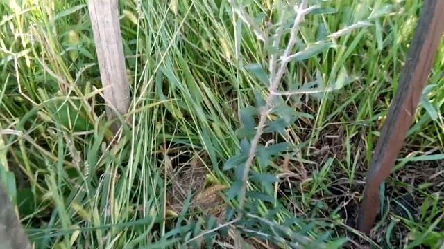 Олива европейская(Olea europaea) смотреть онлайн