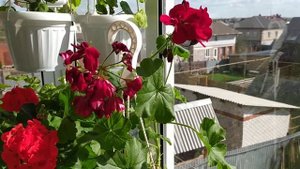 Пеларгония * Calliope Dark Red * ЮГ Шукар * Дикон Финал * Angela Woldberry. Лучшие сорта.