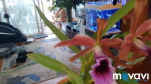 Лелия тенеброса.Laelia tenebrosa.