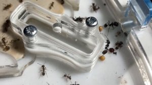 Мессор барбарус. Messor barbarus (красноголовый муравей-жнец).
