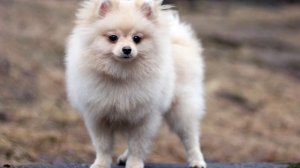 ТОП САМЫХ КРОХОТНЫХ ПОРОД СОБАК!